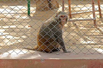 Balcony Safety Nets in bangalore